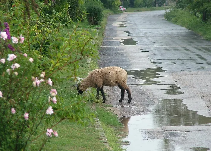 Peace & House In Tihany, Sajkod